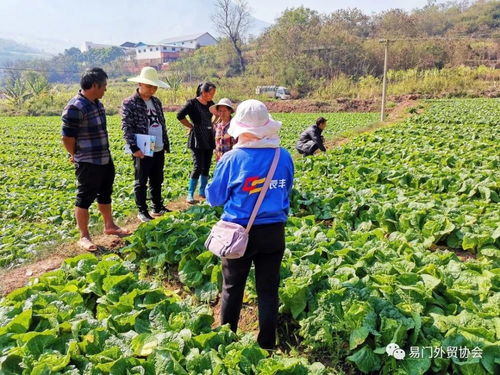 訂單種植顯成效 農(nóng)民增收笑開顏