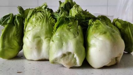 兒菜(抱子芥)--生長非常奇特、營養(yǎng)價(jià)值高的蔬菜