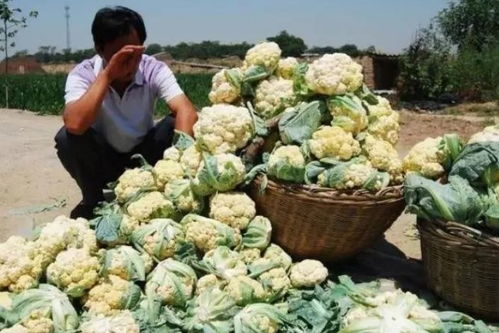 農(nóng)產(chǎn)品滯銷別怕,國家發(fā)補貼啦 最高可補34萬,快看看你能領(lǐng)多少