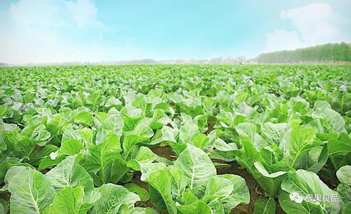 蔬菜種植技術(shù),經(jīng)典的 四不顛倒 要牢記