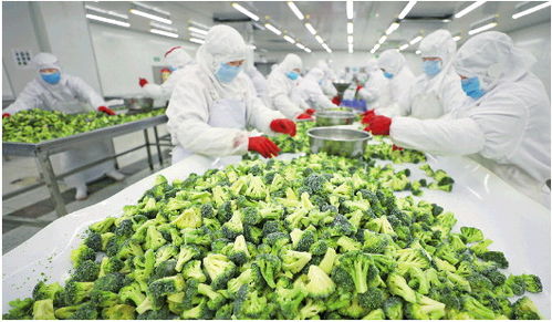 速凍蔬菜復產(chǎn)忙