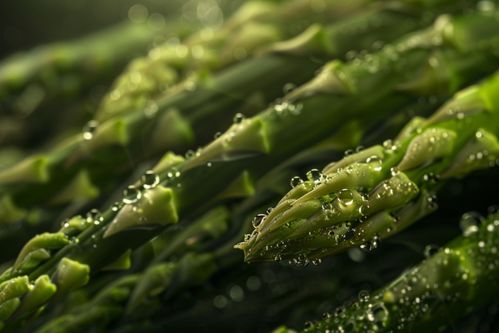 農(nóng)產(chǎn)品蔬菜蘆筍圖片攝影圖 廣告素材 下載至來源處