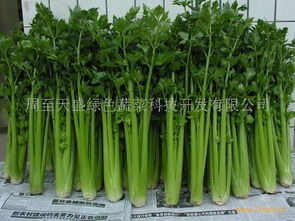 天盛綠色蔬菜產(chǎn)品 產(chǎn)品圖片 加盟店怎么樣