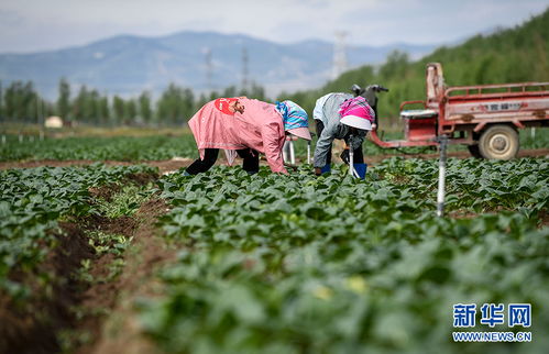 寧夏原州 小滿時(shí)節(jié) 冷涼蔬菜收獲忙