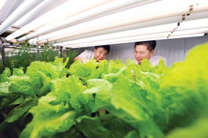 植物工廠首現(xiàn)揚(yáng)城