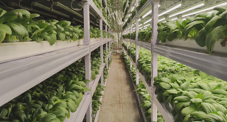 阿湯鍋打“卡”|重慶崽兒在沙漠里用集裝箱種出“瓢兒白”,用的水空調還是“重慶造”