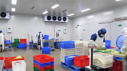 東營市東營區:單日最大產能25-30噸 “凈菜工廠”保障市民“菜籃子”