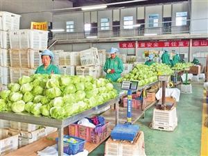 "春天"農(nóng)產(chǎn)品 靠質(zhì)量信用闖世界_新聞?lì)l道_中國青年網(wǎng)