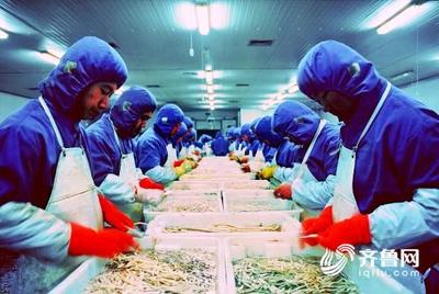 3年財政支持資金逾千萬 壽光將這樣打造綠色農業“金字招牌”