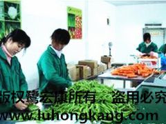 廈門價位合理的鷺宏康果蔬·廠家直銷 市轄區廈門蔬菜配送圖片|廈門價位合理的鷺宏康果蔬·廠家直銷 市轄區廈門蔬菜配送產品圖片由廈門鷺宏康果蔬公司生產提供-