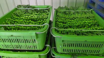 【打好富硒品牌】于都:發展“硒”產業 振興新“硒”望