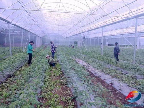 厲害了 豐都這個(gè)鎮(zhèn)投資380萬(wàn)元 建成周邊區(qū)縣最大蔬菜育苗基地