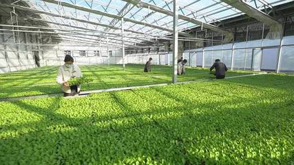 科技賦能助推萊西現(xiàn)代農業(yè)發(fā)展“加速跑”