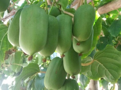 農(nóng)之寶農(nóng)寶商城信息屬于農(nóng)之寶平臺(www.nzb555.com)包含蔬菜,水果,禽畜肉蛋,糧油米面,農(nóng)資農(nóng)機(jī),種子種苗,水產(chǎn),農(nóng)副加工等產(chǎn)品類目,為廣大商家企業(yè)提供更便捷的交易方式。